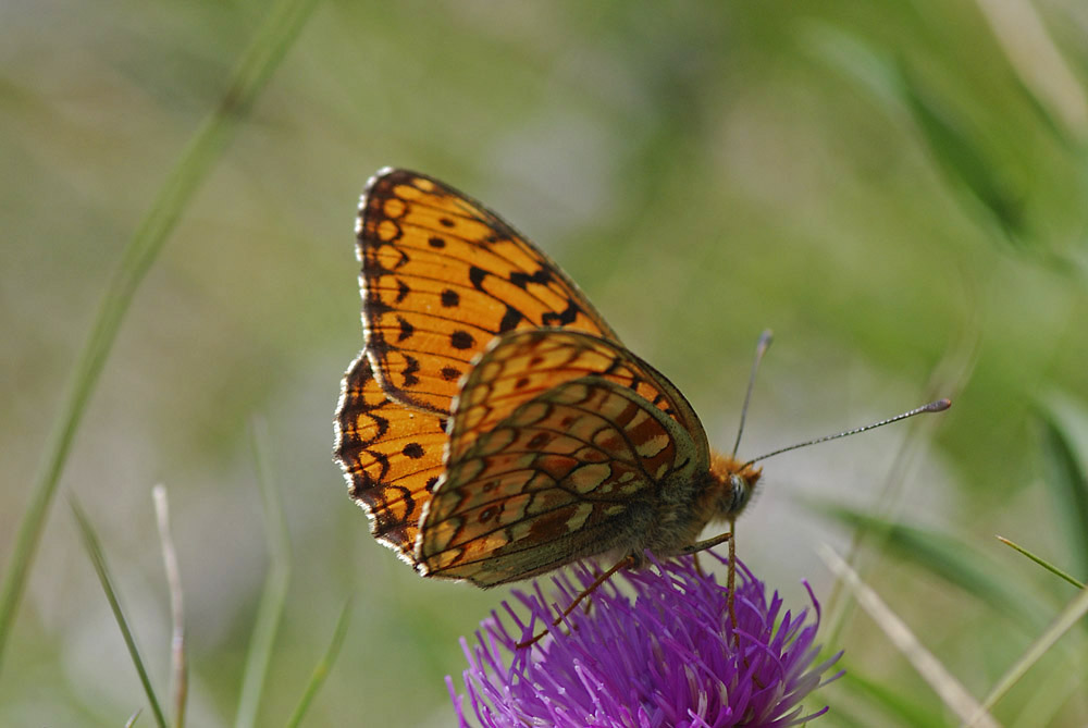 Argynnis....sp.?